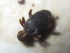 Ptinus japonicus
