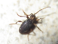 Ptinus japonicus