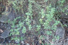 Ribes malvaceum malvaceum