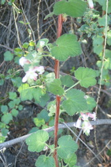 Ribes malvaceum malvaceum