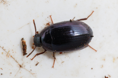 Platydema violacea