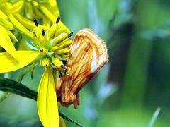 Cirrhophanus triangulifer
