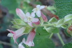 Ribes malvaceum malvaceum