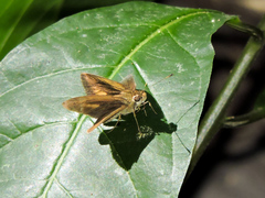 Synapte pecta