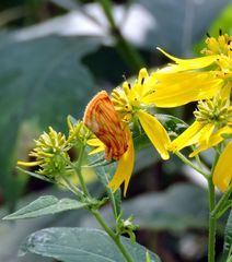 Cirrhophanus triangulifer