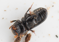 Trypodendron domesticum