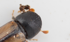 Trypodendron domesticum