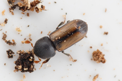 Trypodendron domesticum