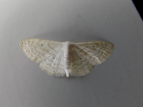 Scopula benitaria (Barnes & McDunnough, 1913)