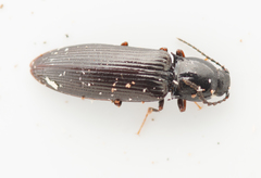 Hypoganus inunctus