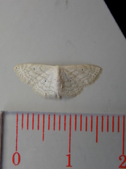 Scopula benitaria