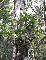 Prosthechea boothiana