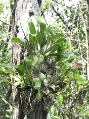 Prosthechea boothiana
