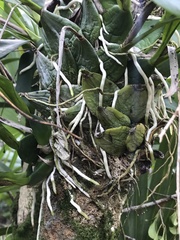 Prosthechea boothiana