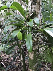 Prosthechea boothiana