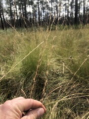 Aristida stricta
