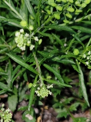 Lepidium virginicum image