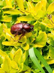 Heterogomphus bourcieri
