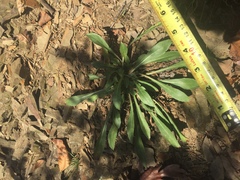 Oenothera argillicola