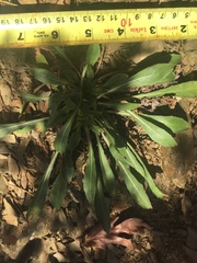 Oenothera argillicola