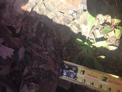 Oenothera argillicola