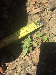 Oenothera argillicola