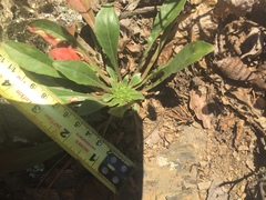 Oenothera argillicola