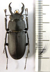 Rhaetulus recticornis