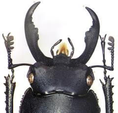Rhaetulus recticornis
