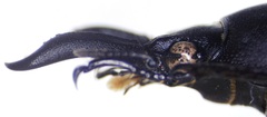 Rhaetulus recticornis