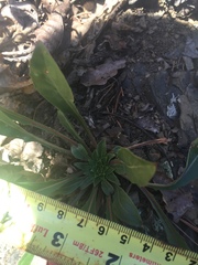 Oenothera argillicola