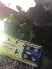 Oenothera argillicola