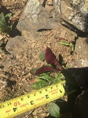 Oenothera argillicola