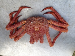 Lithodes aequispinus