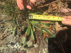 Oenothera argillicola