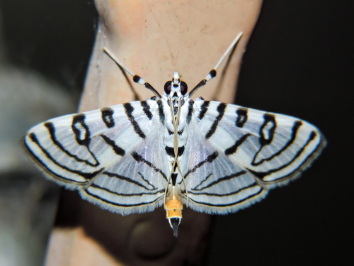 Conchylodes concinnalis Hampson, 1898