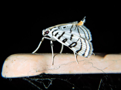 Conchylodes concinnalis
