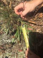 Oenothera argillicola
