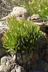 Dudleya viscida