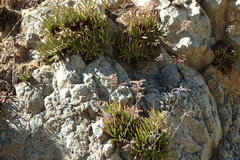 Dudleya viscida