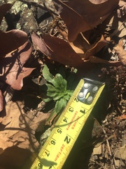 Oenothera argillicola