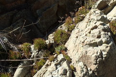 Dudleya viscida