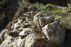 Dudleya viscida