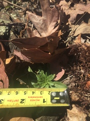 Oenothera argillicola