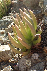 Dudleya viscida