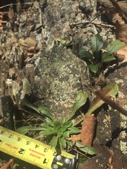 Oenothera argillicola