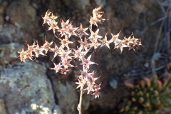 Dudleya viscida