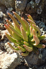 Dudleya viscida