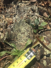 Oenothera argillicola