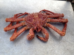 Lithodes aequispinus